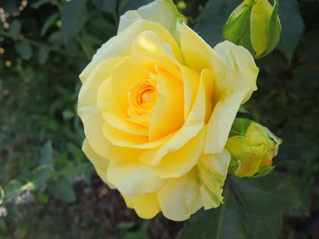 f:id:mishinon:20190823203814j:plain