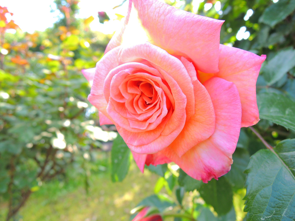 f:id:mishinon:20190823204308j:plain