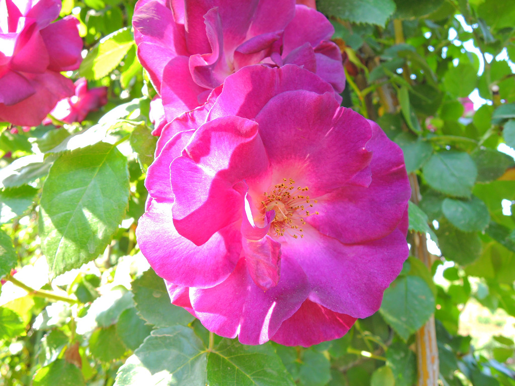 f:id:mishinon:20190826200415j:plain