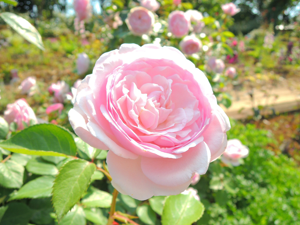 f:id:mishinon:20190826200651j:plain