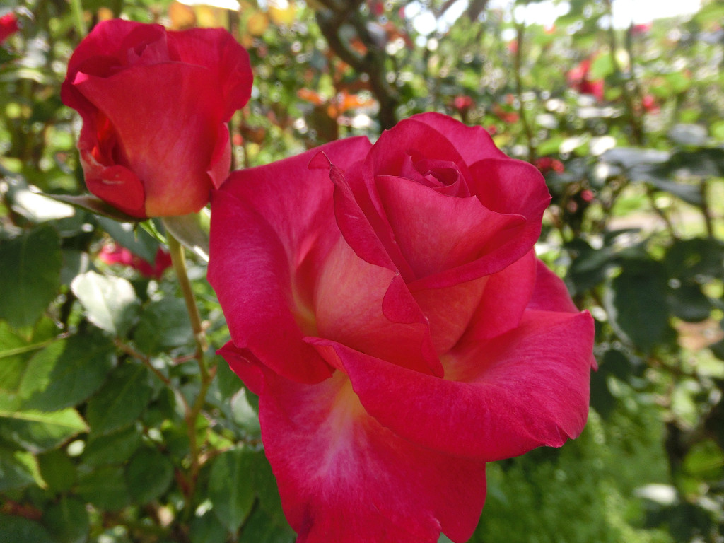 f:id:mishinon:20190923171640j:plain