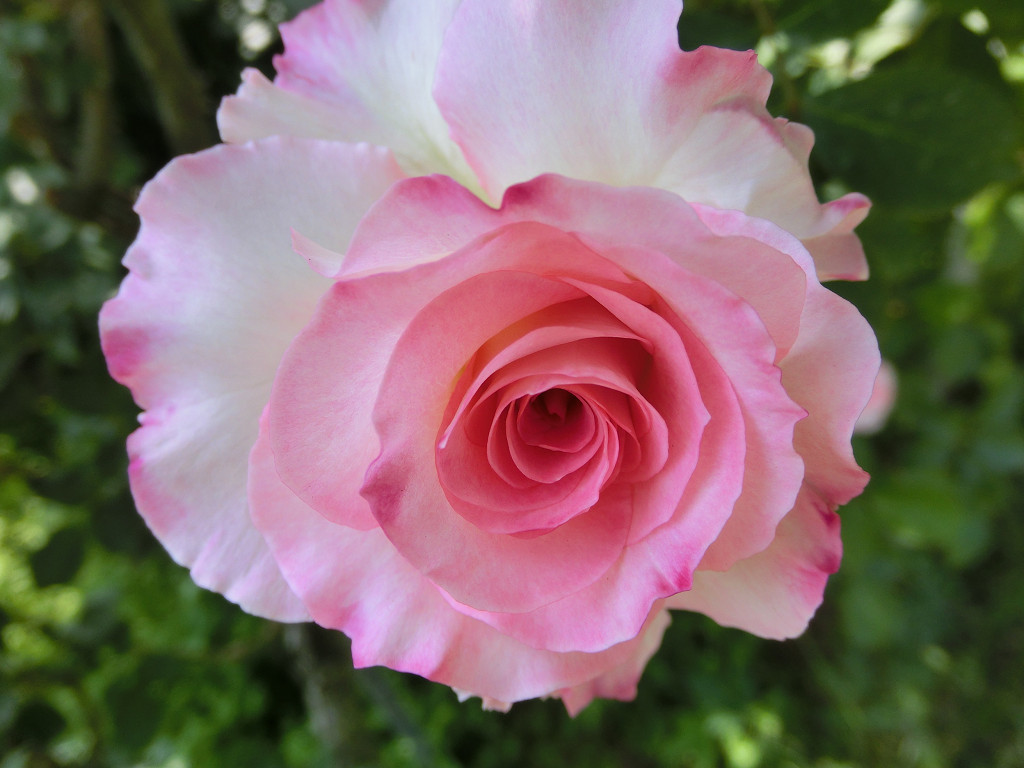 f:id:mishinon:20190923171743j:plain