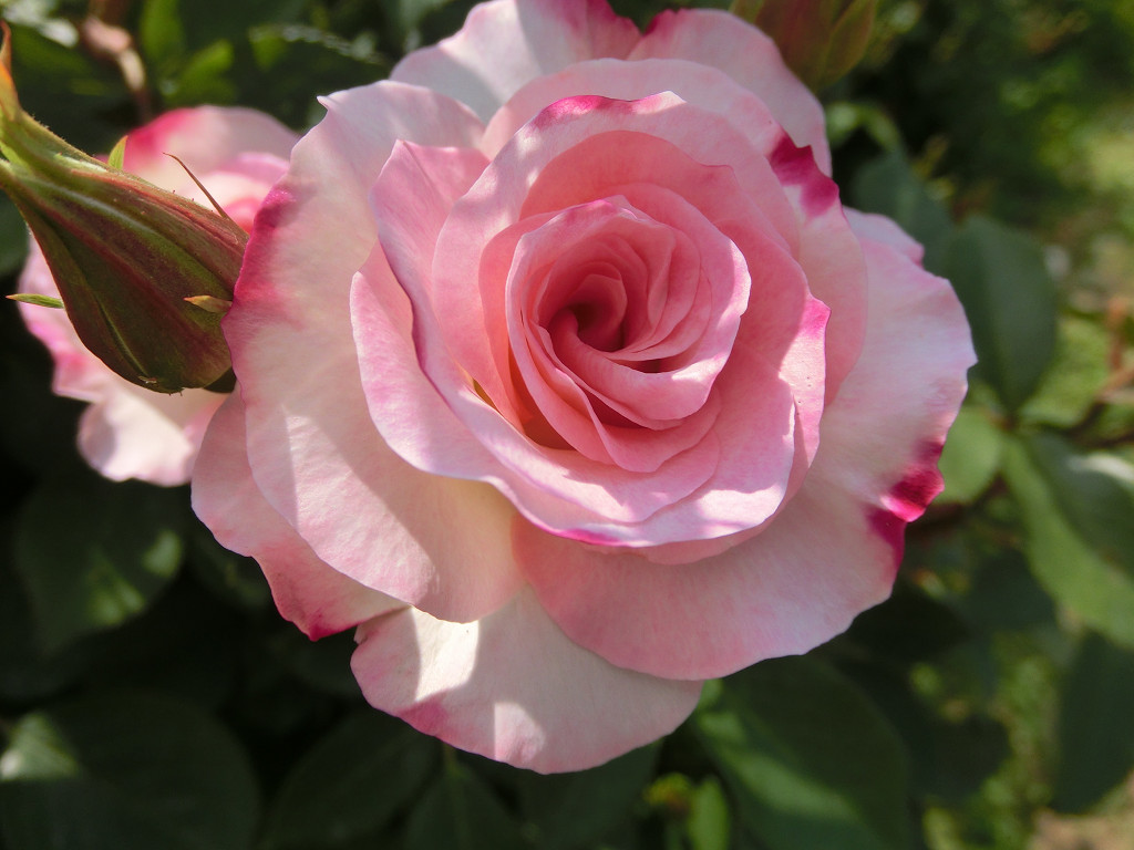 f:id:mishinon:20190923171927j:plain