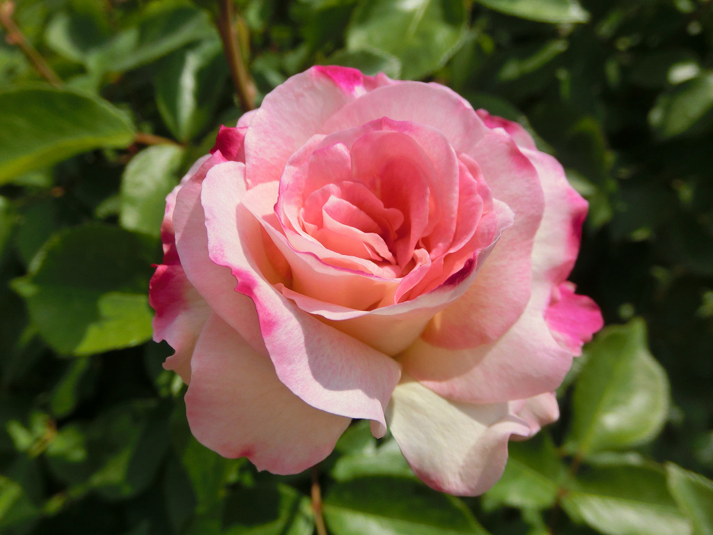 f:id:mishinon:20190923172014j:plain