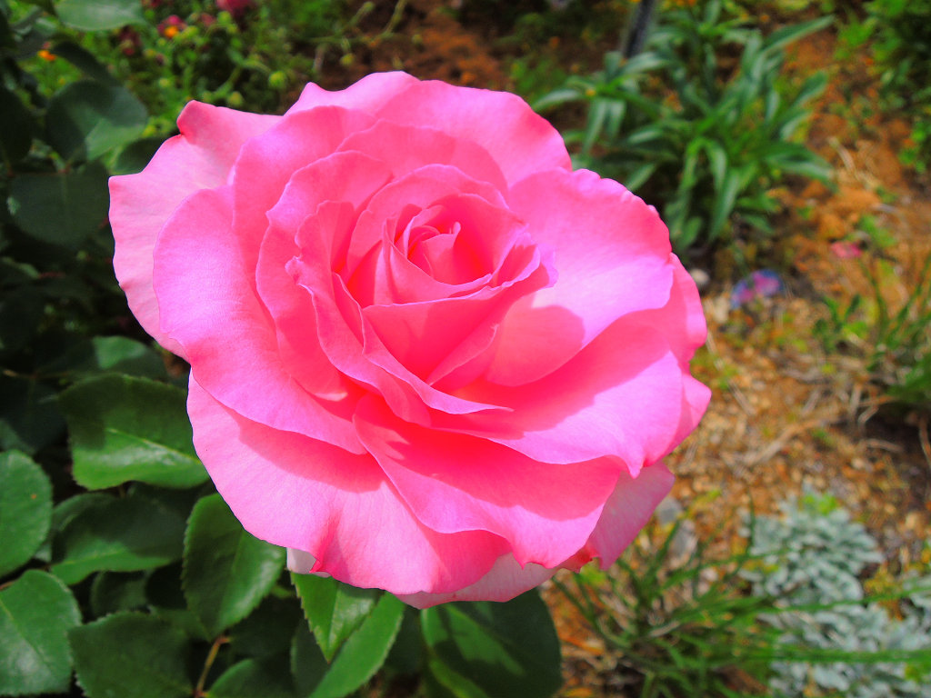 f:id:mishinon:20191031172308j:plain