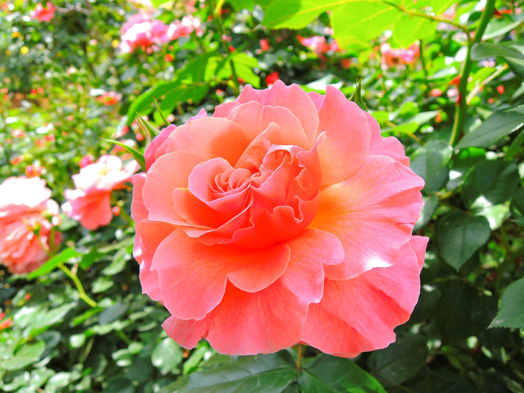 f:id:mishinon:20191102224912j:plain