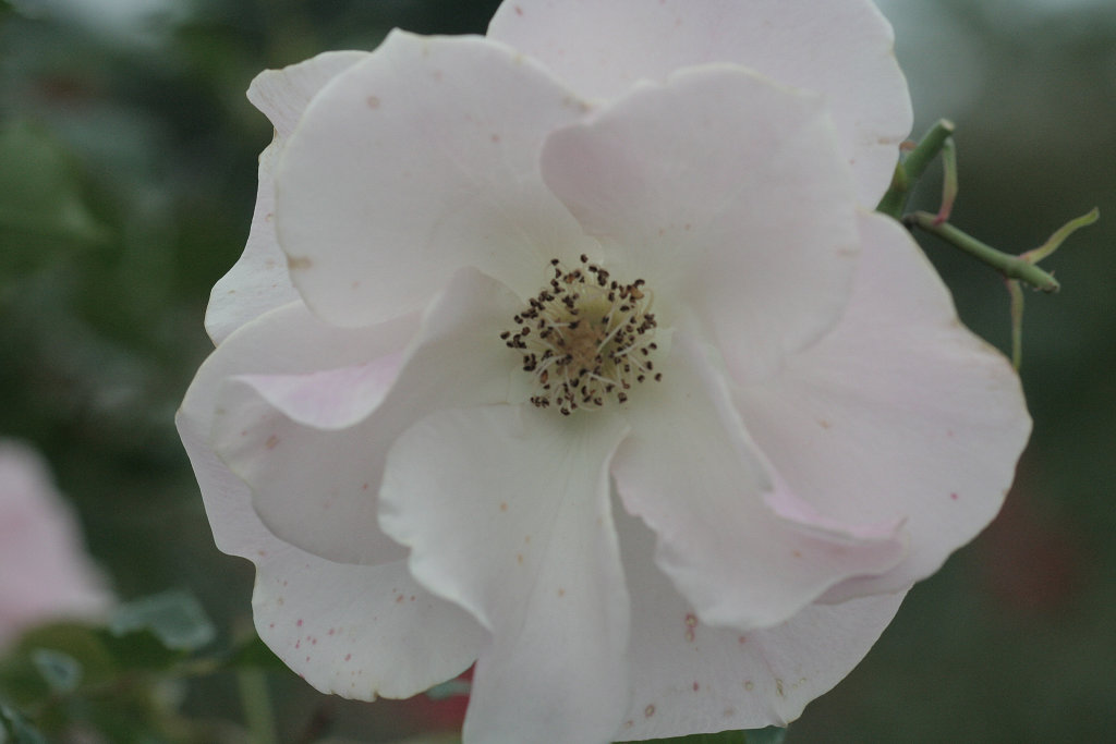f:id:mishinon:20191103141127j:plain
