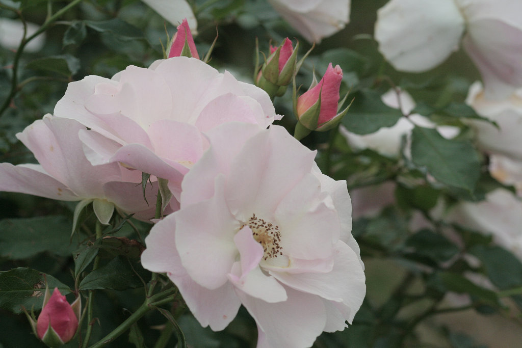 f:id:mishinon:20191103141218j:plain