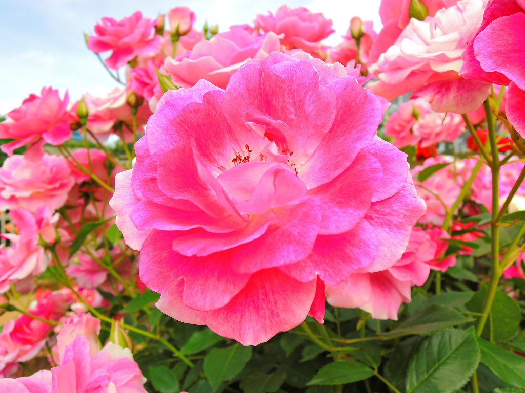 f:id:mishinon:20191106102317j:plain