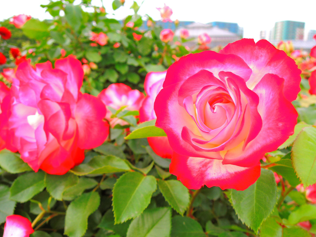 f:id:mishinon:20191106102433j:plain