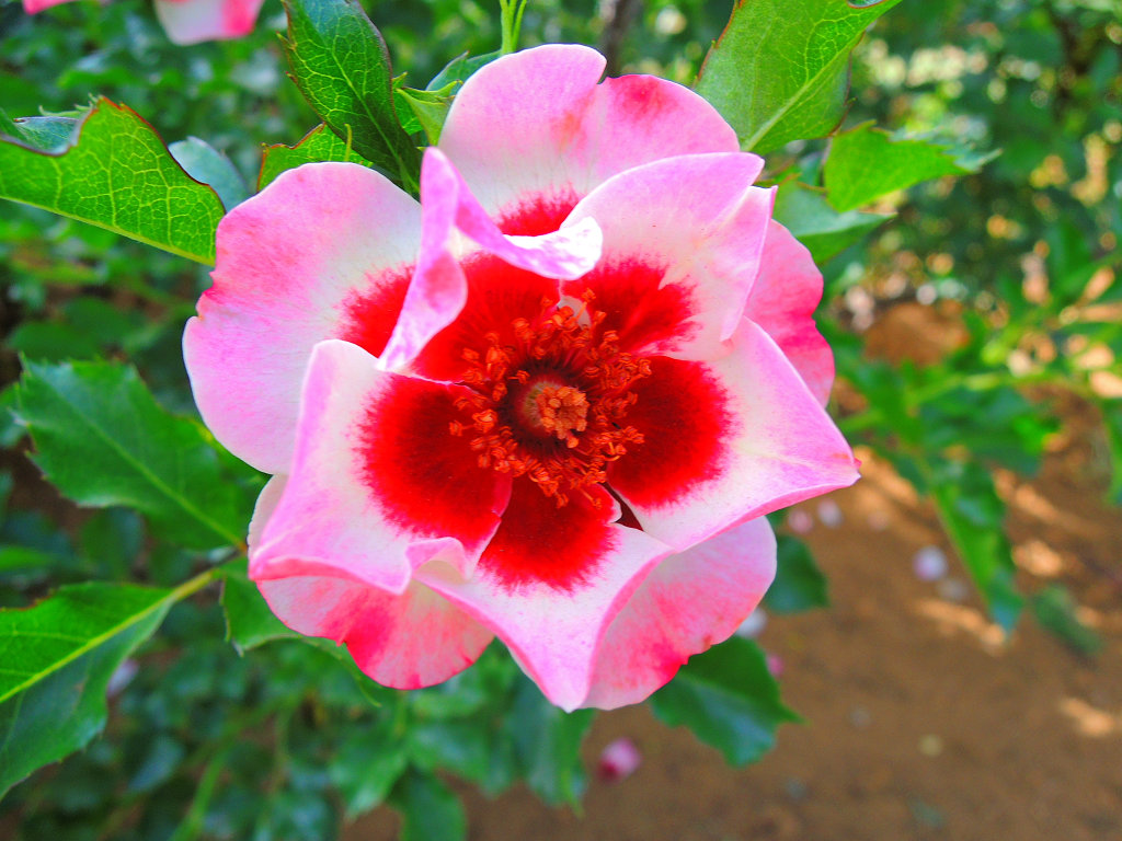 f:id:mishinon:20191106102442j:plain