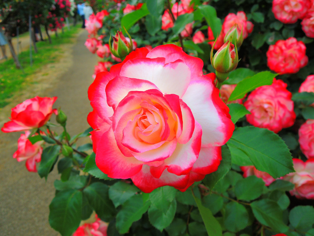 f:id:mishinon:20191106102448j:plain