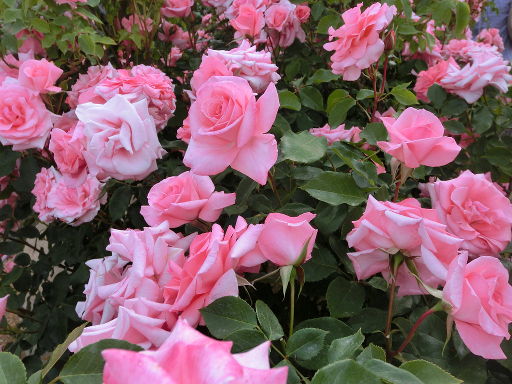 f:id:mishinon:20191108224427j:plain