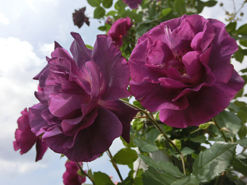 f:id:mishinon:20191116110622j:plain