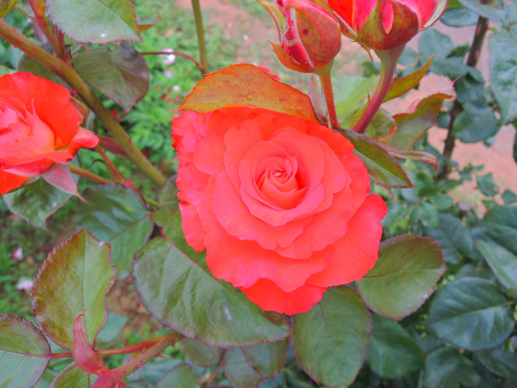 f:id:mishinon:20191129171353j:plain