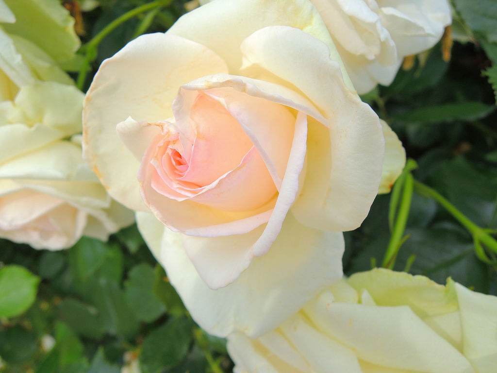 f:id:mishinon:20191213190600j:plain