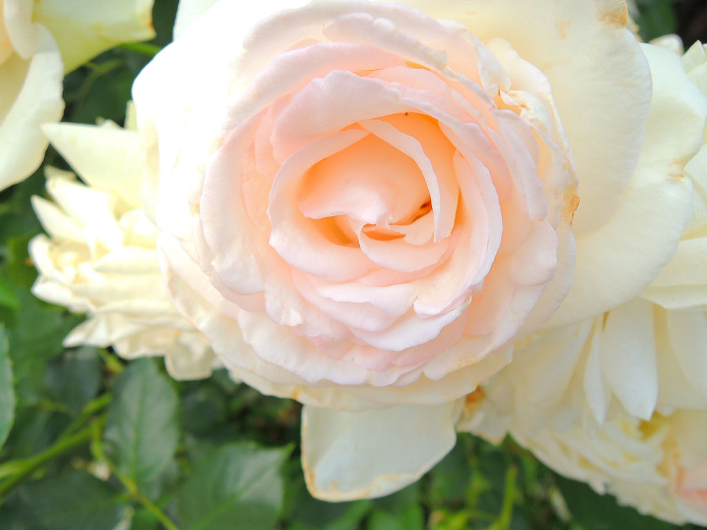 f:id:mishinon:20191213190631j:plain