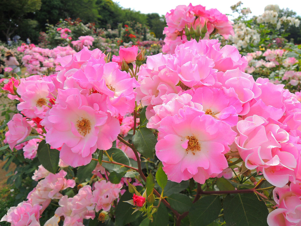 f:id:mishinon:20191213190704j:plain