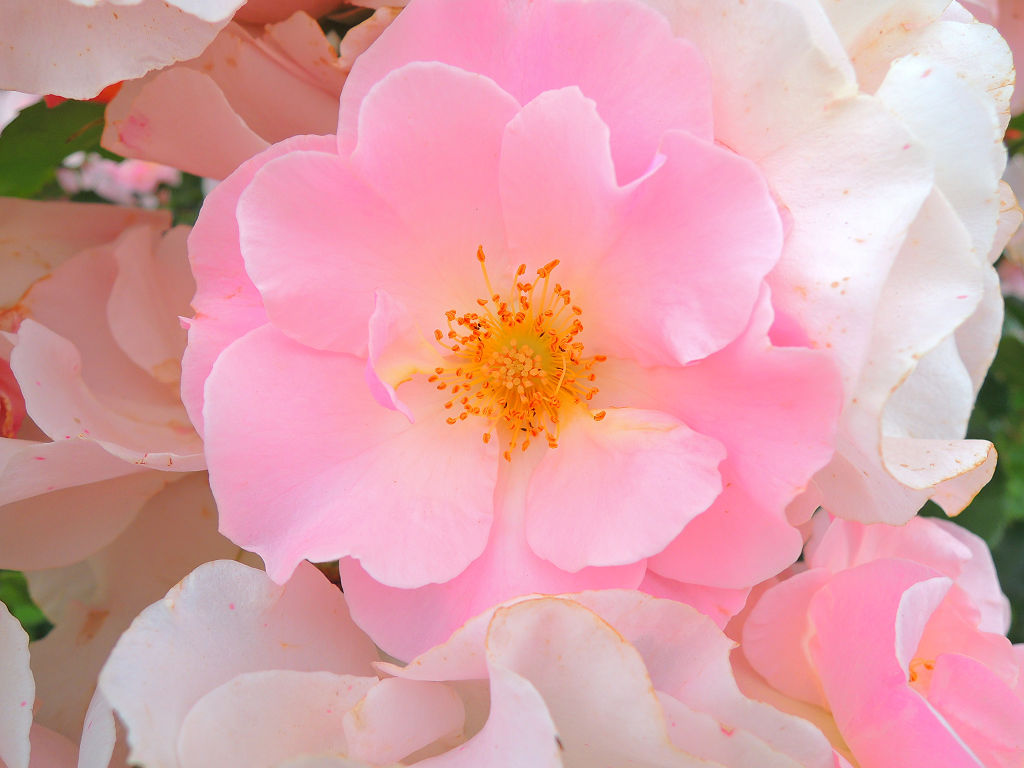 f:id:mishinon:20191213190737j:plain