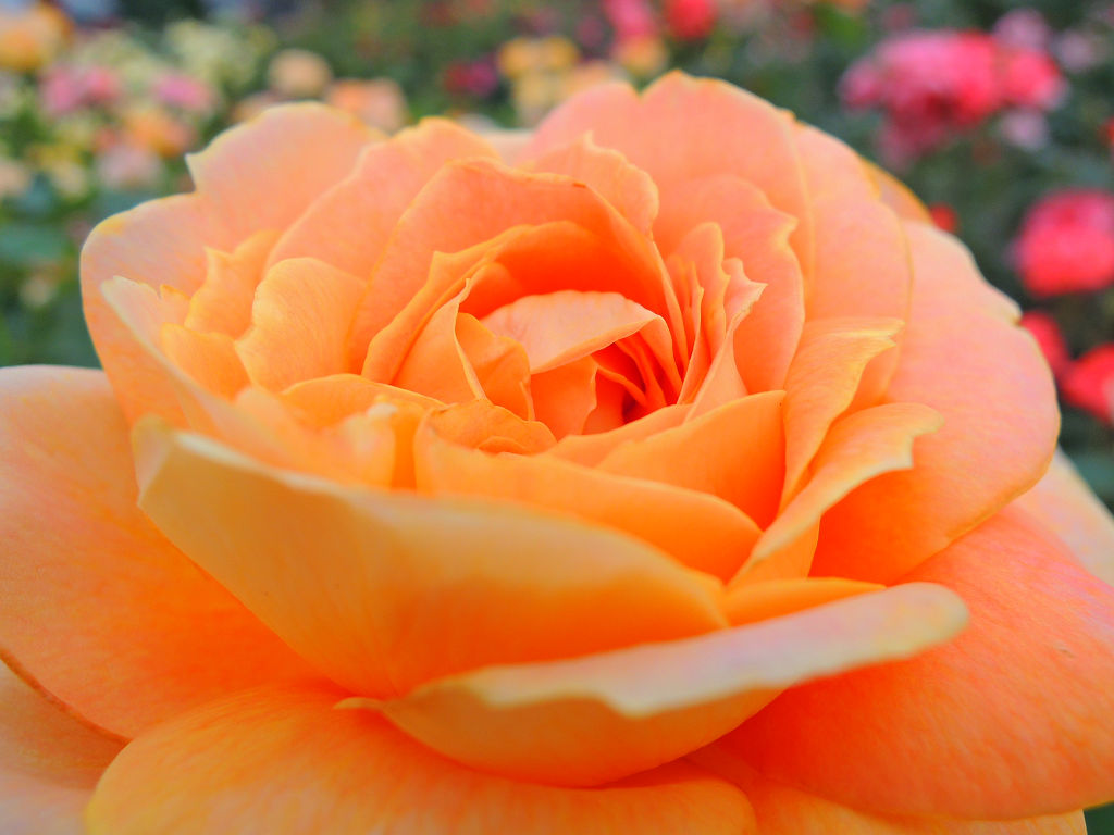 f:id:mishinon:20191213190934j:plain