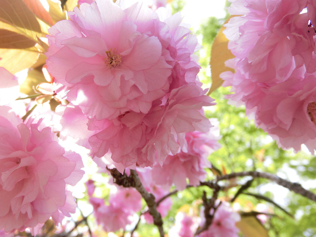 f:id:mishinon:20191226151134j:plain