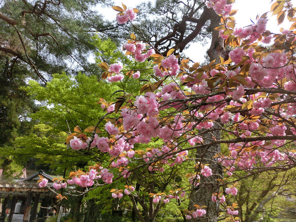 f:id:mishinon:20191226151233j:plain