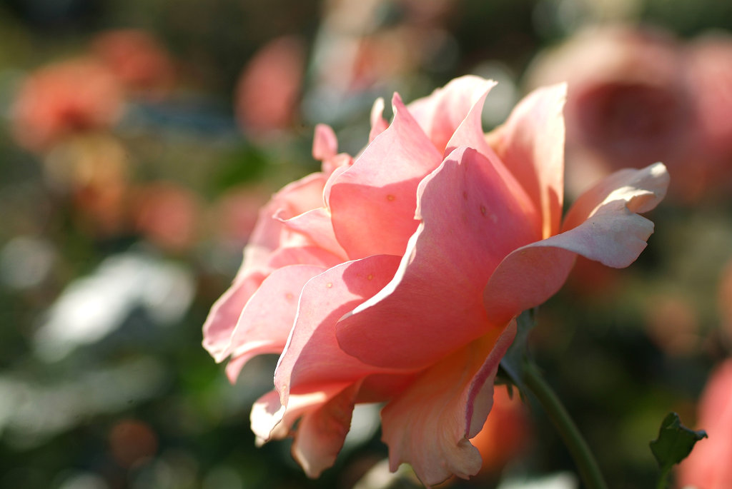 f:id:mishinon:20200124152234j:plain