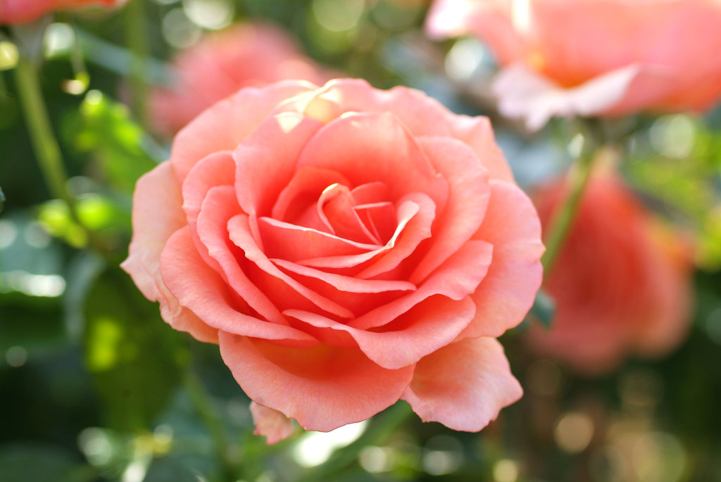f:id:mishinon:20200124152338j:plain