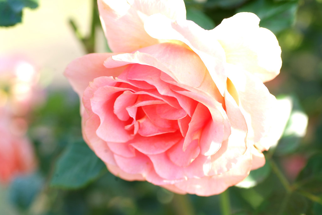 f:id:mishinon:20200124152358j:plain
