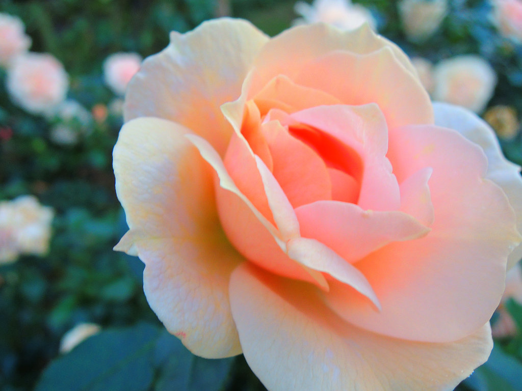f:id:mishinon:20200131145401j:plain