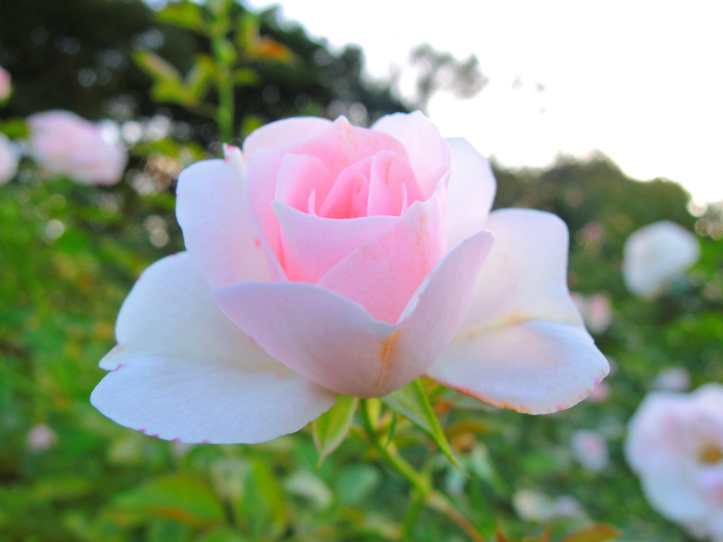 f:id:mishinon:20200206195248j:plain