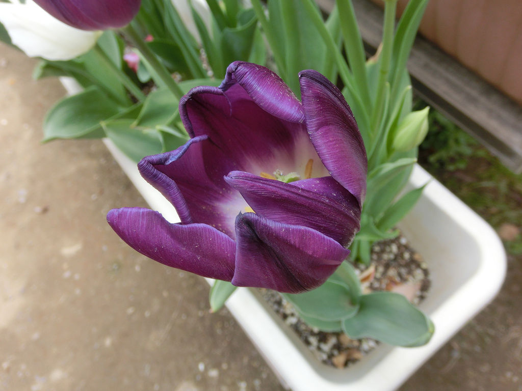 f:id:mishinon:20200213102631j:plain f:id:mishinon:20200213102631j:plain
