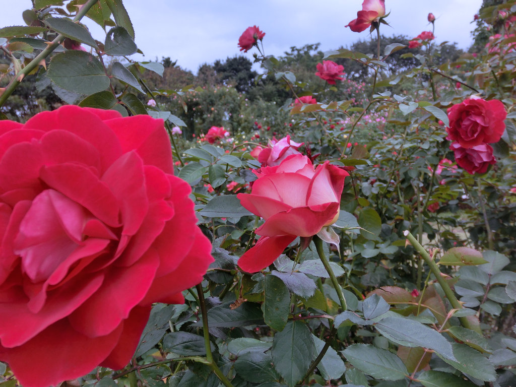 f:id:mishinon:20200412104200j:plain