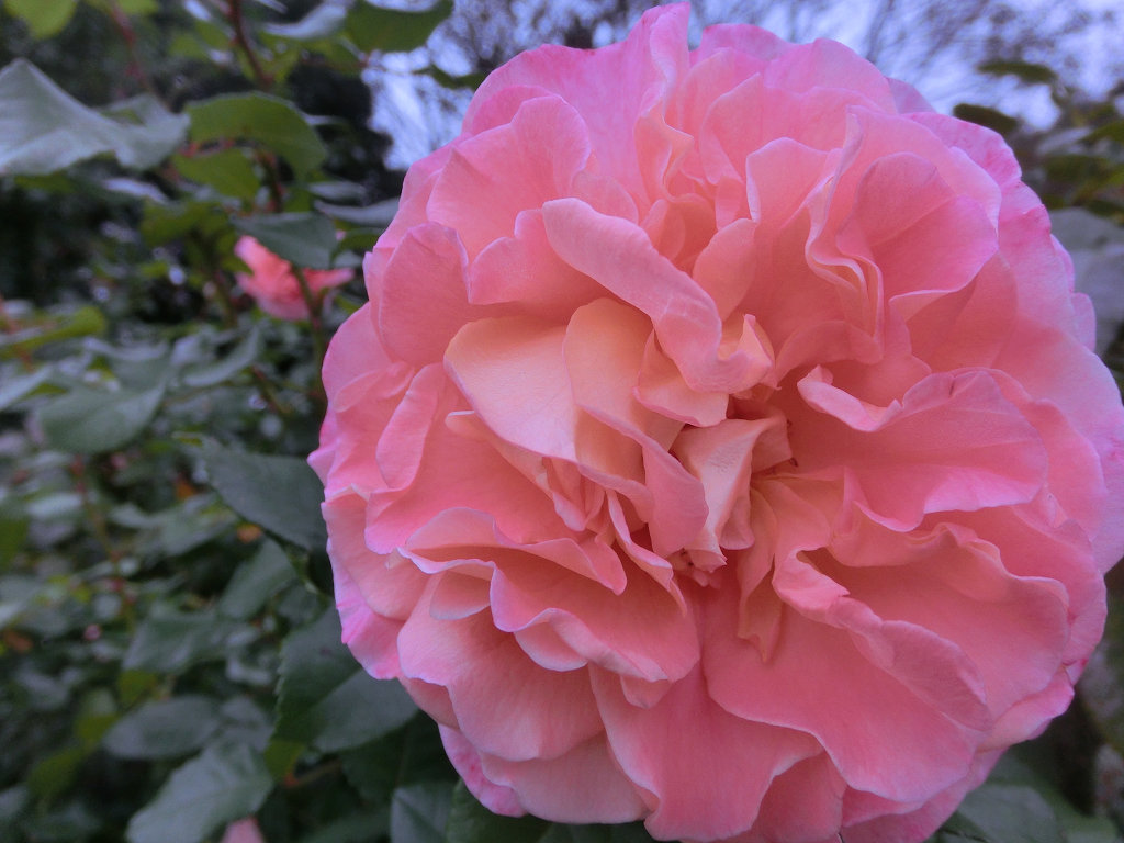 f:id:mishinon:20200412104438j:plain