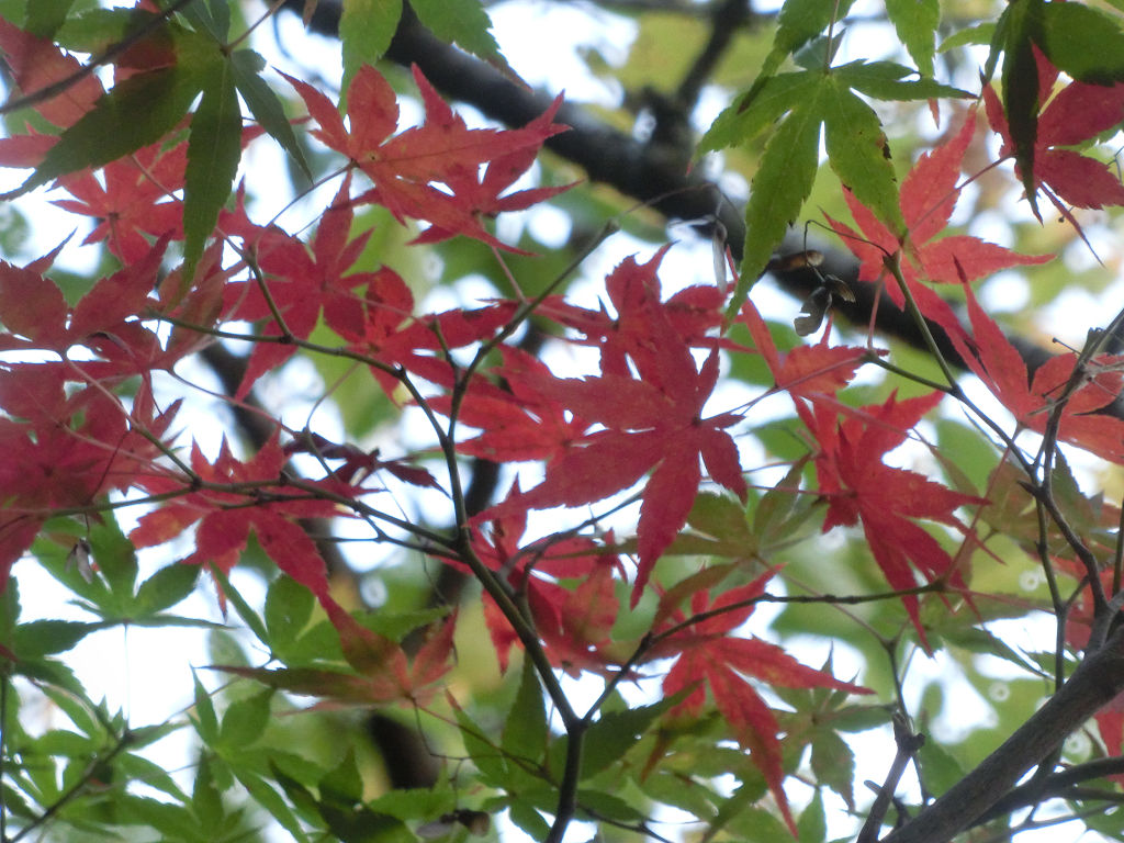 f:id:mishinon:20200424195636j:plain