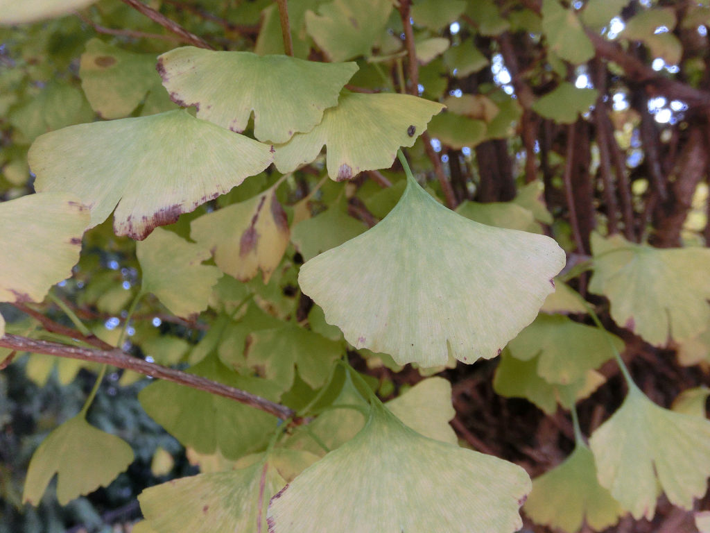 f:id:mishinon:20200424195724j:plain