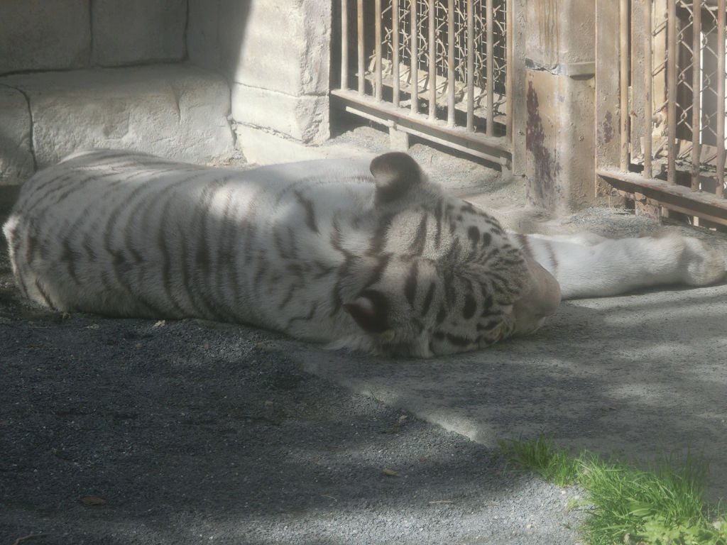 f:id:mishinon:20200601103045j:plain