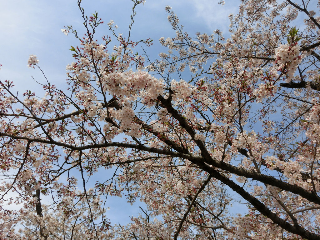 f:id:mishinon:20200602100035j:plain