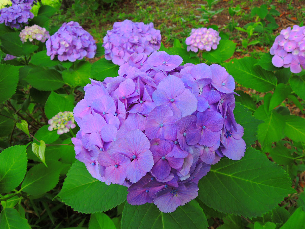 f:id:mishinon:20200713173044j:plain
