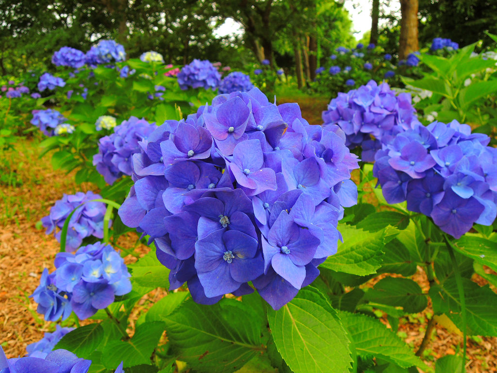 f:id:mishinon:20200713173058j:plain