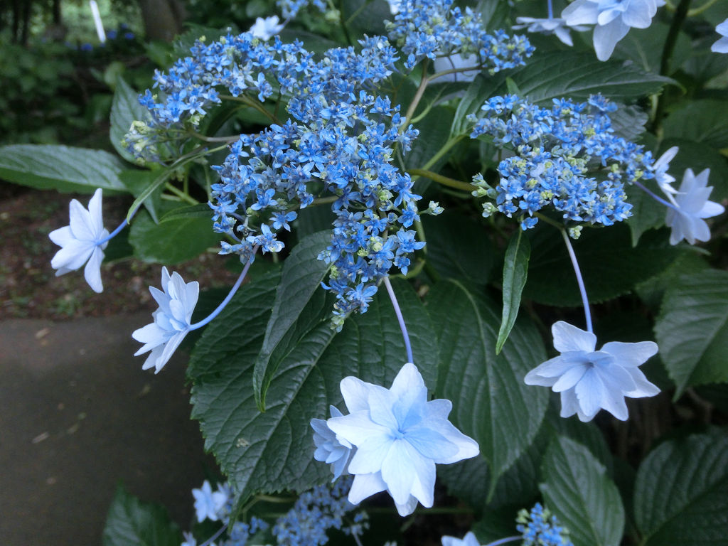 f:id:mishinon:20200717110553j:plain