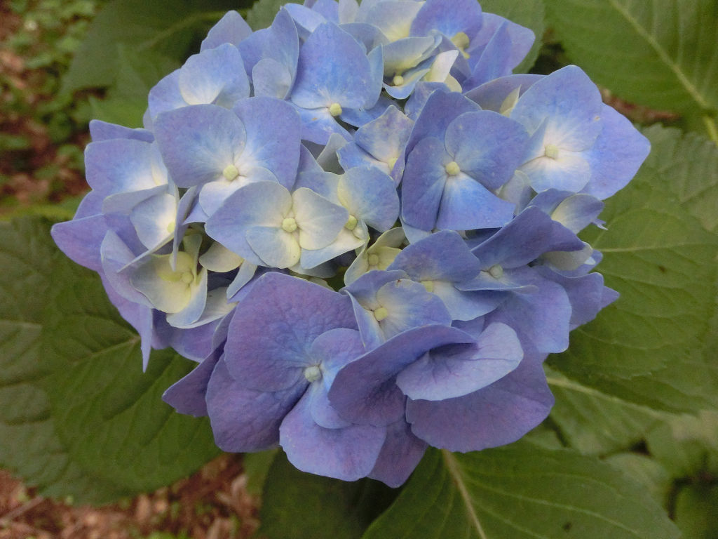f:id:mishinon:20200721194503j:plain