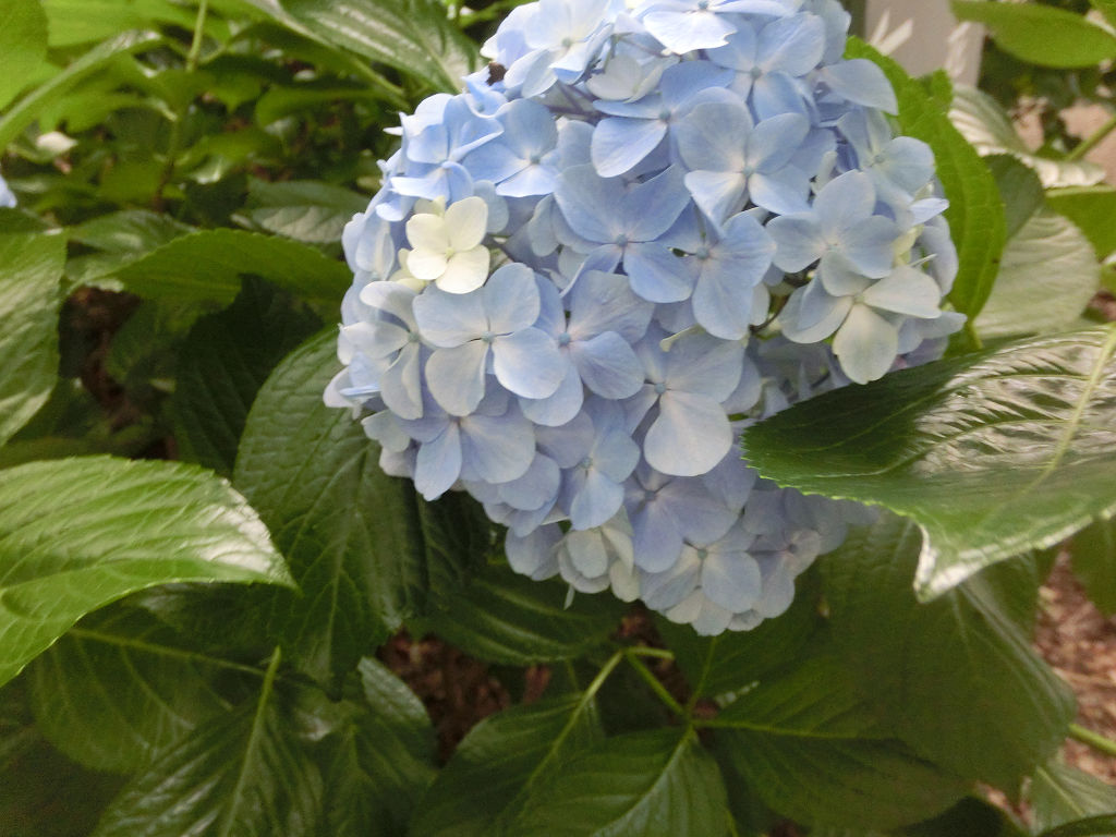 f:id:mishinon:20200721194515j:plain