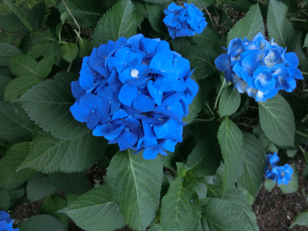 f:id:mishinon:20200721194555j:plain