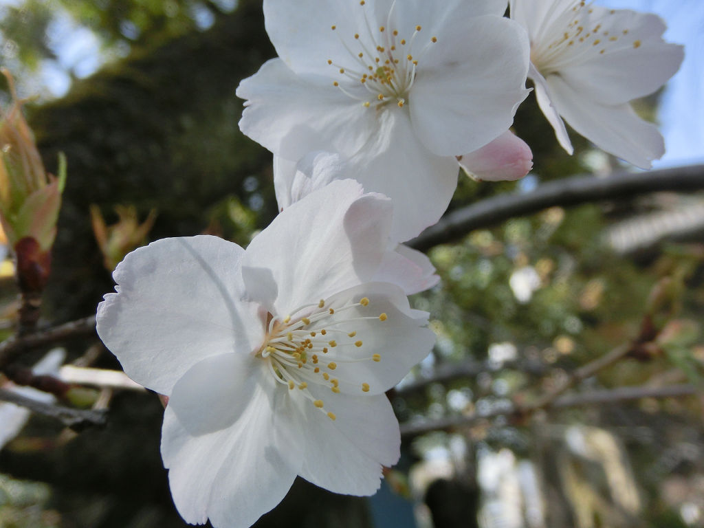 f:id:mishinon:20200905141235j:plain
