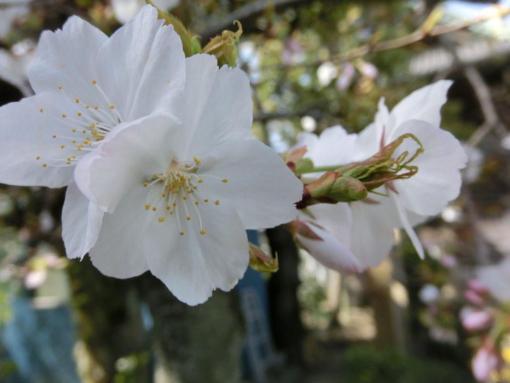 f:id:mishinon:20200905141248j:plain