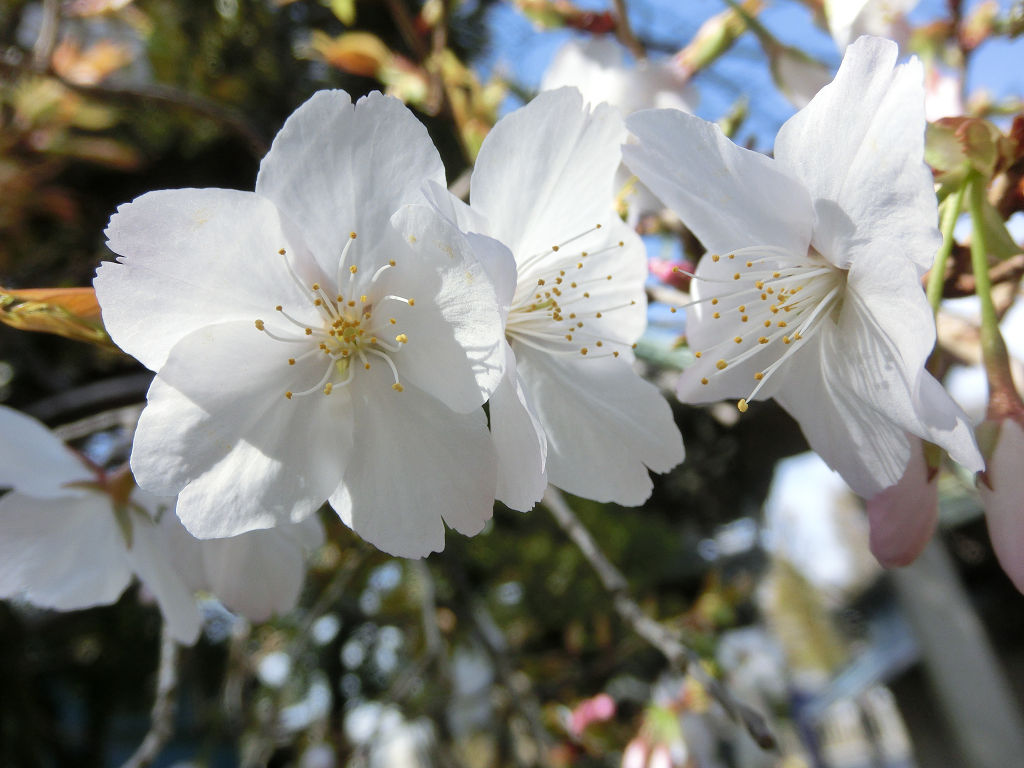f:id:mishinon:20200905141320j:plain
