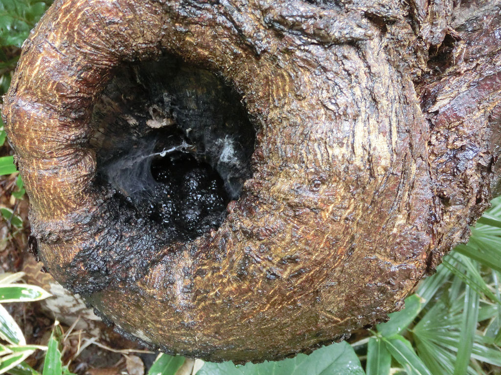 f:id:mishinon:20201005105234j:plain