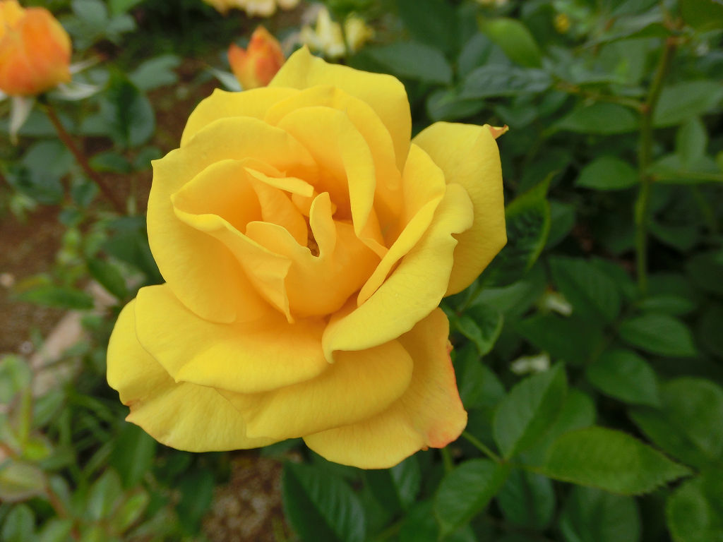 f:id:mishinon:20201102141645j:plain f:id:mishinon:20201102141645j:plain