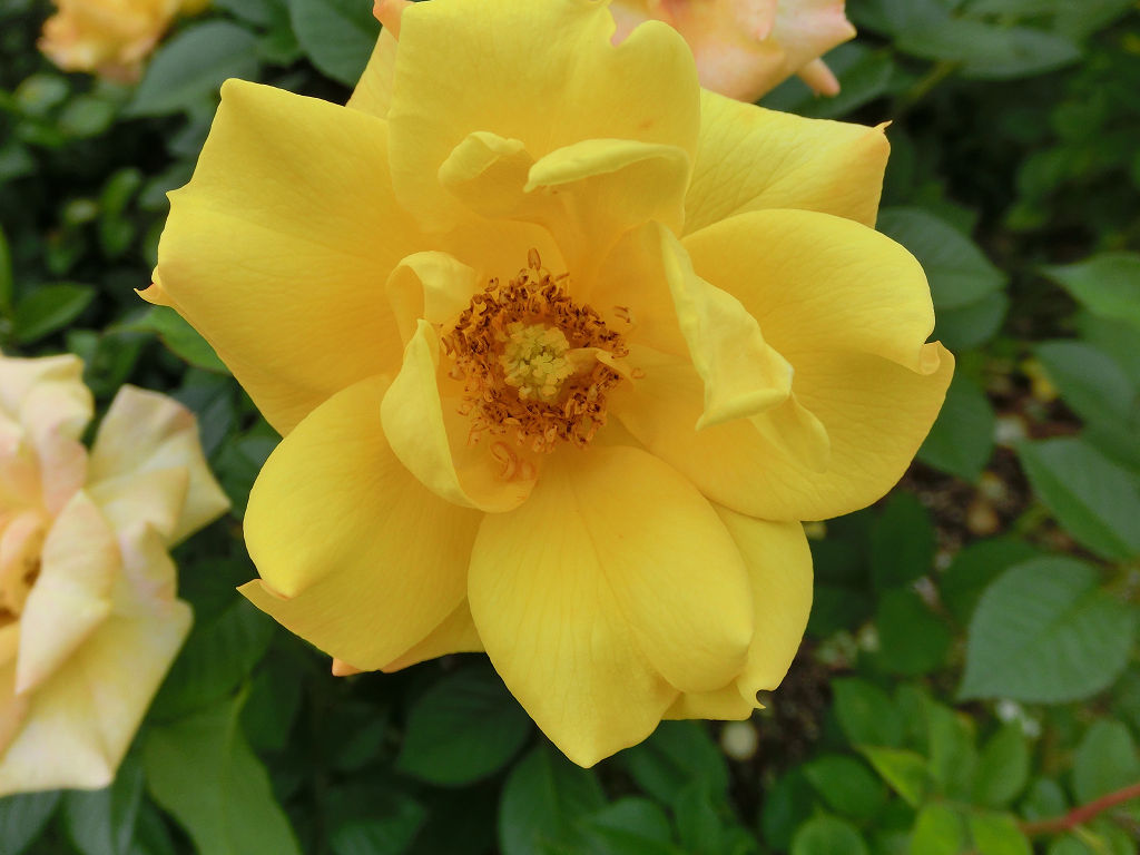 f:id:mishinon:20201102141712j:plain f:id:mishinon:20201102141712j:plain